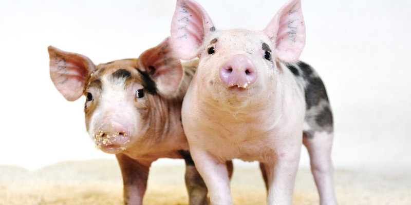 The US has approved CRISPR pigs for food